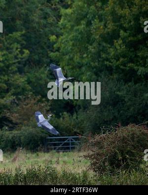 Zwei graue Reiher im Flug Stockfoto