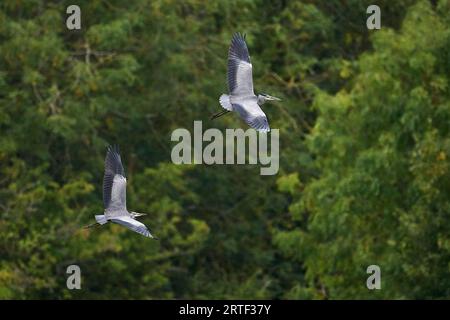 Zwei graue Reiher im Flug Stockfoto