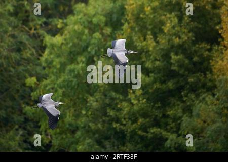 Zwei graue Reiher im Flug Stockfoto