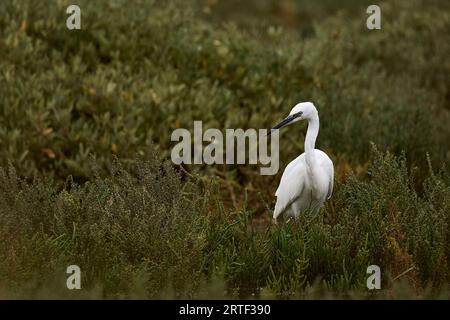 Little Egret jagt im Pagham Harbour Reserve Stockfoto