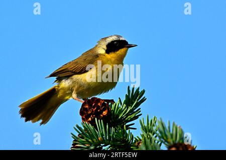 Ein gewöhnlicher Gelbkehlchen-Warbler, männlich, „Geothlypis trichas“, der seine Federn auf seiner Baumperle flauschiert Stockfoto