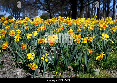 Frühling in Christchurch, Neuseeland. Narzissen in voller Blüte im Flay Park. Stockfoto