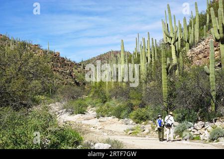 Zwei Wanderer halten an einem sonnigen Tag im Sabino Canyon, in der Nähe von Tucson, Arizona, an, um ihre Karte mit hoch aufragenden Saguaro-Kakteen zu überprüfen. Stockfoto