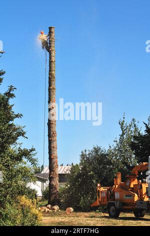 Logger an der Spitze eines Baumstammes, der an einem sonnigen Tag mit klarem blauem Himmel jeweils einen Abschnitt absägt und gesägte Runden weit unter den Boden wirft Stockfoto