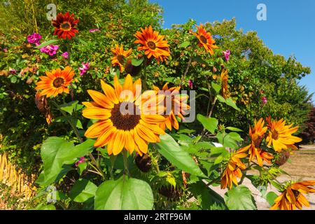 Orange Sonnenblumen in Blüte - horizontal (Helianthus annuus). Stockfoto