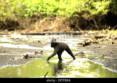 Ein Makaken (Macaca nigra) ernährt sich auf einem Bach in der Nähe eines Strandes im Tangkoko-Wald, Nord-Sulawesi, Indonesien. Der Klimawandel könnte die Habitateignung von Primatenarten verringern, was sie zwingen könnte, sich aus sicheren Lebensräumen zu entfernen und mehr potenziellen Konflikten mit Menschen ausgesetzt zu sein, sagen Wissenschaftler. Ein kürzlich erschienener Bericht zeigte, dass die Temperatur im Tangkoko-Wald zunimmt und die Fruchtfülle insgesamt zurückging, während die Makaken mit Schopfkämmen gleichzeitig zu den 10 % der Primatenarten gehören, die sehr anfällig für Dürren sind. Stockfoto