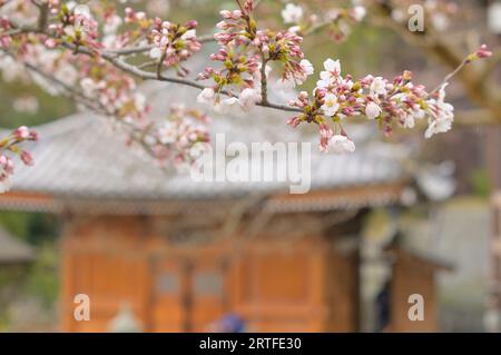 Kirschblüten im Tempelbezirk Otowa-san Kiyomizu Dera, Kyoto JP Stockfoto