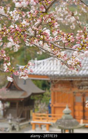 Kirschblüten im Tempelbezirk Otowa-san Kiyomizu Dera, Kyoto JP Stockfoto