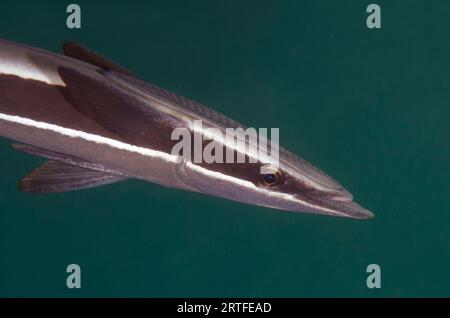 Slender Suckerfish, Echeneis Naukrates, Secret Bay Tauchplatz, Gilimanuk, Jembrana Regency, Bali, Indonesien Stockfoto