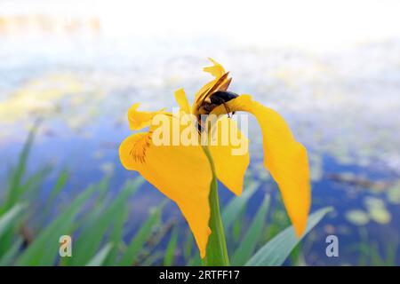 Gelb-reihige Holzbiene pickt Honig auf Iris Blumen Stockfoto