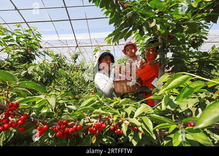 Luannan County - 31. Mai 2019: Drei von ihnen pflücken große Kirschen, Luannan County, Provinz Hebei, China Stockfoto