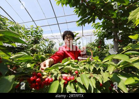 Luannan County - 31. Mai 2019: A Lady is Harvesting Big Kirries, Luannan County, Provinz Hebei, China Stockfoto