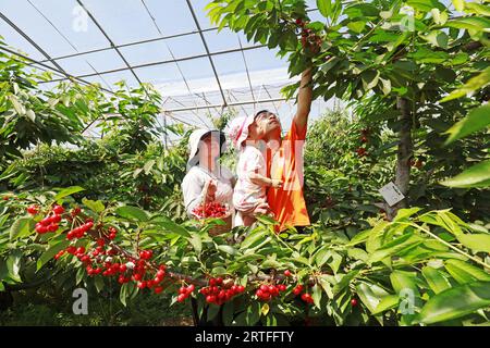 Luannan County - 31. Mai 2019: Drei von ihnen pflücken große Kirschen, Luannan County, Provinz Hebei, China Stockfoto