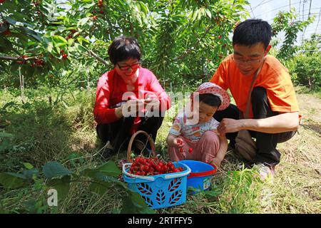 Luannan County - 31. Mai 2019: Touristen pflücken große Kirschen, Luannan County, Provinz Hebei, China Stockfoto