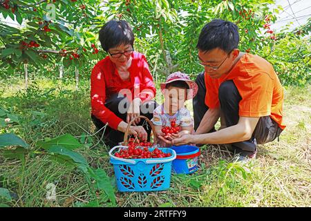 Luannan County - 31. Mai 2019: Touristen pflücken große Kirschen, Luannan County, Provinz Hebei, China Stockfoto