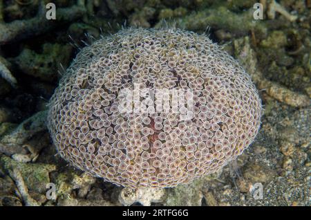 Blumenurg, Toxopneustes pileolus, extrem toxisch, Secret Bay Tauchplatz, Gilimanuk, Jembrana Regency, Bali, Indonesien Stockfoto