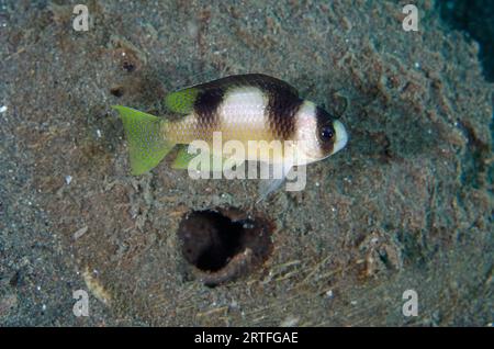 Schwarzbändiger Damselfisch, Amblypomacentrus breviceps, durch Loch, Puri Jati Tauchplatz, Seririt, Buleleng Regency, Bali, Indonesien Stockfoto