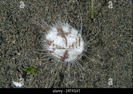 Herd Heart urchin, Maretia planulata, Puri Jati Tauchplatz, Seririt, Buleleng Regency, Bali, Indonesien Stockfoto