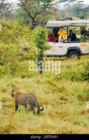 Maasai Mara, Kenia - 26. September 2013. Konzentrieren Sie sich auf einen männlichen Leoparden (Panthera pardus), der ruhig durch Gras läuft, während asiatische Safari-Gäste Fotos machen. Stockfoto