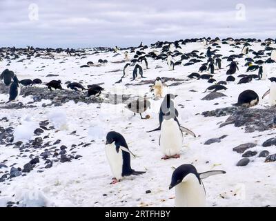 Adelie-Pinguine (Pygoscelis adeliae) während der Brutsaison. Eine braune Skua (Stercorarius antarcticus) hat ein Ei gestohlen. Paulet Island, Antarktis. Stockfoto