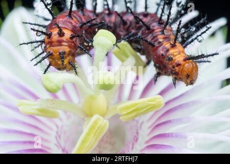 Viele kleine, tawny coster Schmetterlingsraupen auf den grünen Blättern. Stockfoto