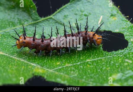 Viele kleine, tawny coster Schmetterlingsraupen auf den grünen Blättern. Stockfoto