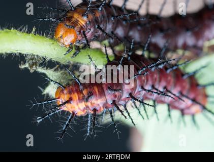 Viele kleine, tawny coster Schmetterlingsraupen auf den grünen Blättern. Stockfoto