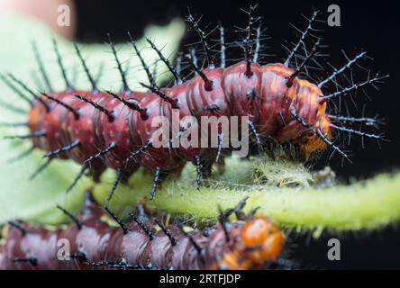 Viele kleine, tawny coster Schmetterlingsraupen auf den grünen Blättern. Stockfoto