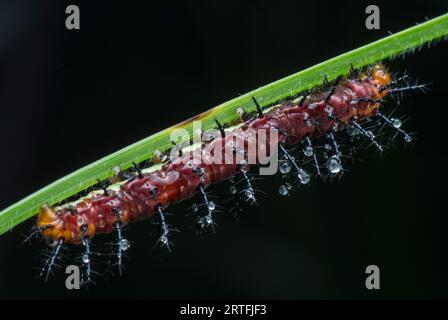 Viele kleine, tawny coster Schmetterlingsraupen auf den grünen Blättern. Stockfoto