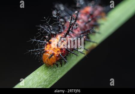 Viele kleine, tawny coster Schmetterlingsraupen auf den grünen Blättern. Stockfoto