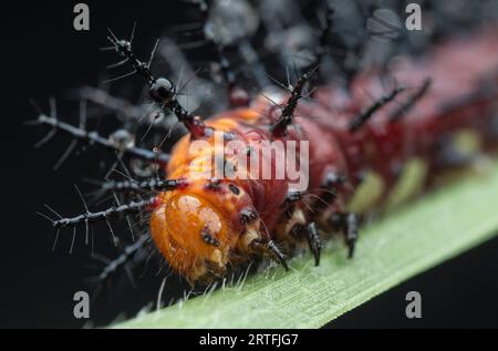 Viele kleine, tawny coster Schmetterlingsraupen auf den grünen Blättern. Stockfoto