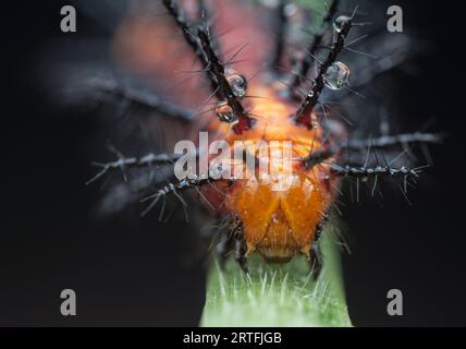 Viele kleine, tawny coster Schmetterlingsraupen auf den grünen Blättern. Stockfoto