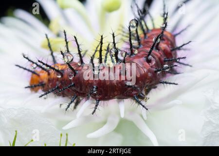 Viele kleine, tawny coster Schmetterlingsraupen auf den grünen Blättern. Stockfoto