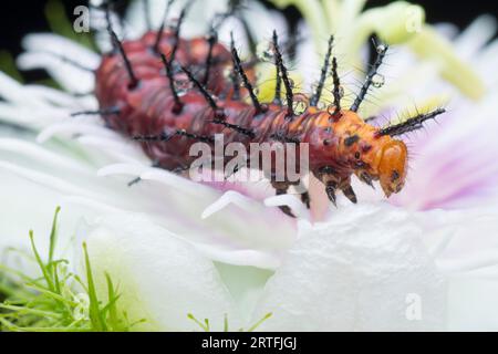 Viele kleine, tawny coster Schmetterlingsraupen auf den grünen Blättern. Stockfoto