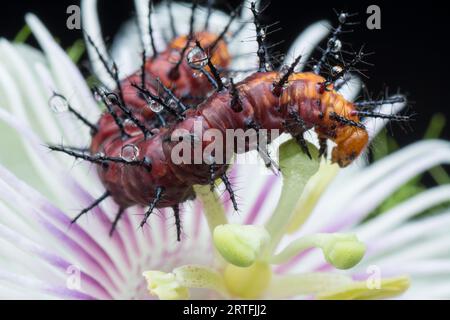 Viele kleine, tawny coster Schmetterlingsraupen auf den grünen Blättern. Stockfoto