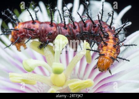 Viele kleine, tawny coster Schmetterlingsraupen auf den grünen Blättern. Stockfoto