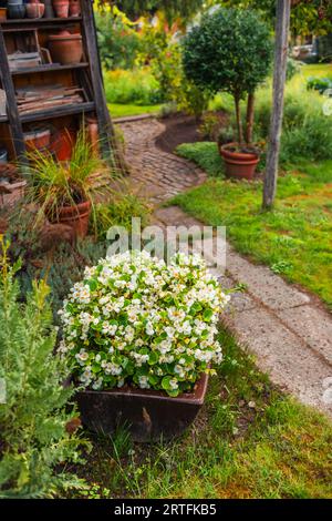 Blumen und Pflanzen in einem Topf mit kleinem Pfad Stockfoto