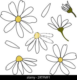 Weiße Kamillenblüten mit Gänseblümchen. Illustrationsset für Kamillenvektor-Silhouette. Modellstruktur erfassen. Dekorationselement. Love Card-Symbol. Flache Ausführung für Stock Vektor
