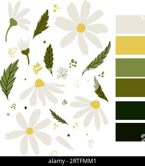 Weiße Kamillenblüten mit Gänseblümchen. Kamillenvektor-Illustrationsset. Niedliche Natursammlung mit rundem Blumenkopf. Dekorationselement. Love Card-Symbol Stock Vektor