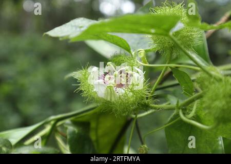 Nahansicht einer geöffneten Blume einer Passionsfrucht-Rebsorte aus Bush (Passiflora foetida) Stockfoto