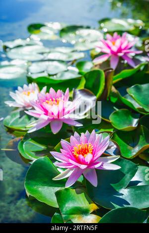 Rosa Lotusblüten oder Seerose Blumen blühen am Teich Stockfoto