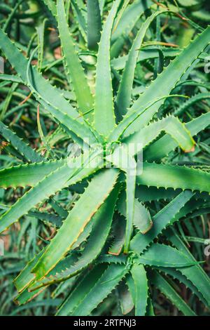 Aloe-Vera-Pflanze im Garten. Aloe Vera wird häufig als Inhaltsstoff in Kosmetika verwendet. Stockfoto