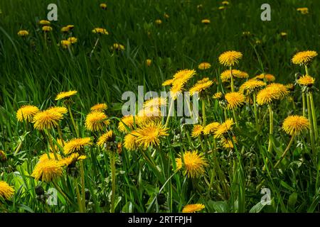 Dandelion Taraxacum officinale als Wandblume ist ein Pionierpflanze und Überlebenskünstler, der auch auf Schotterstraßen gedeihen kann. Wunderschöner Taraxacum-Fluss Stockfoto