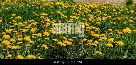 Dandelion Taraxacum officinale als Wandblume ist ein Pionierpflanze und Überlebenskünstler, der auch auf Schotterstraßen gedeihen kann. Wunderschöner Taraxacum-Fluss Stockfoto