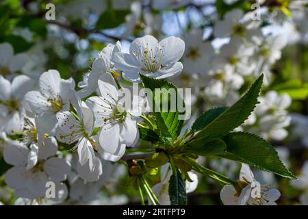 Selektiver Fokus auf wunderschöne Zweige von Kirschblüten auf dem Baum unter blauem Himmel, wunderschöne Sakura-Blumen während der Frühlingssaison im Park, Floral Stockfoto