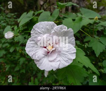 Blick aus der Nähe auf die frische weiße und rote Doppelblume von Hibiscus syriacus aka Sträucher althea oder Rosenmalve, die im Garten im Freien blüht Stockfoto