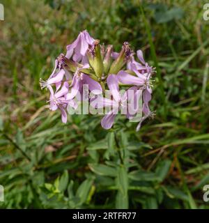 Nahaufnahme von Saponaria officinalis rosa Blüten, auch bekannt als gewöhnliches soapkraut, seifenkraut oder hüpfende Wette, die im Sommer in freier Wildbahn blühen Stockfoto