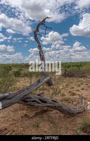 Landschaft im Khaudum-Nationalpark, Namibia Stockfoto