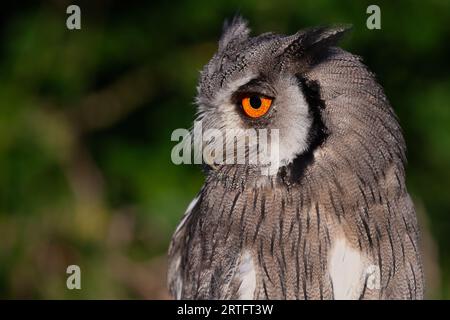 Ein Nahaufnahme-Halbprofil-Porträt einer weißen Cops-Eule. Sie starrt mit einem großen orangefarbenen Auge nach links. Um den Vogel herum ist Platz für Text Stockfoto