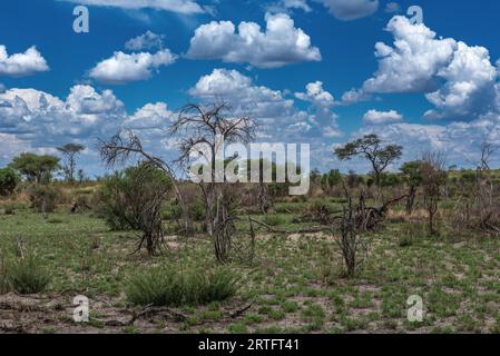 Landschaft im Khaudum-Nationalpark, Namibia Stockfoto